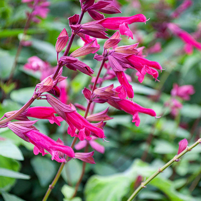 Salvia Wendy's Wish