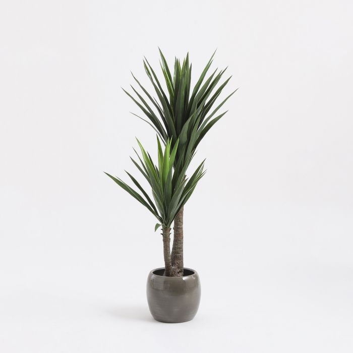 Artificial Yucca Plant (H120xW60cm)