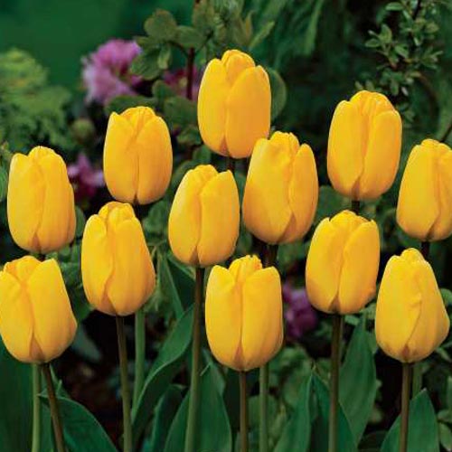 Tulip 'Golden Apeldoorn' (8 Pack)