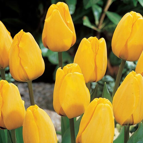 Tulip 'Golden Apeldoorn' (8 Pack)