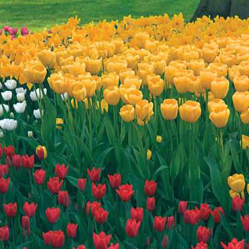 Tulip 'Golden Apeldoorn' (8 Pack)