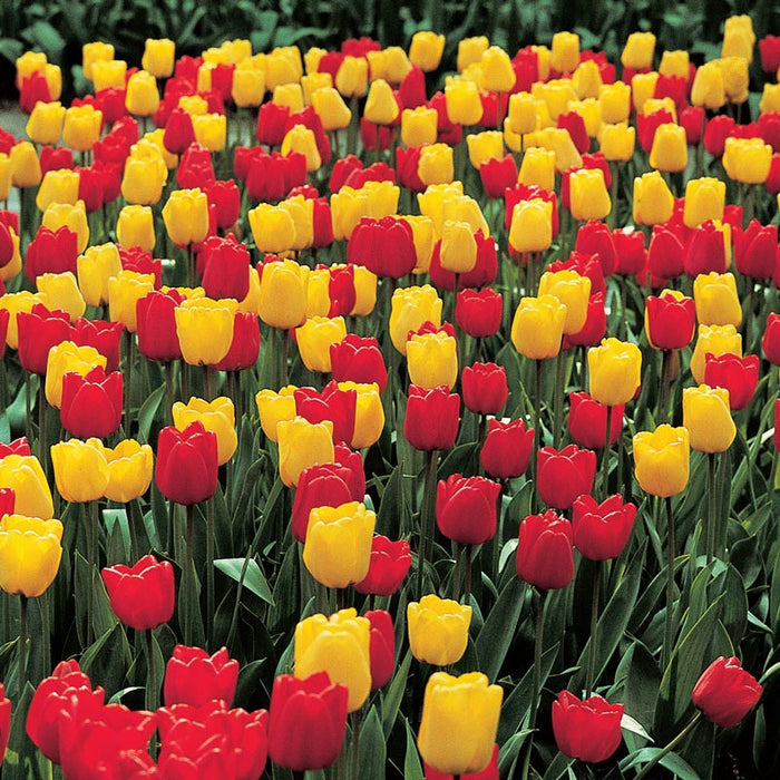 Tulip 'Golden Apeldoorn' (8 Pack)