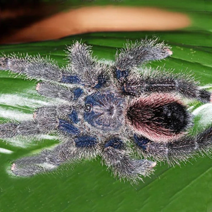 Peru Purple Pink Toe Tarantula | Avicularia spec. Peru Purple (S)