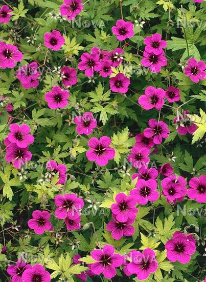 Geranium 'Dragon Heart' (2 Litre)