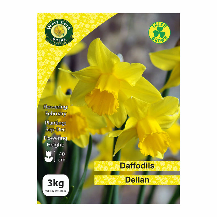 Daffodil Narcissus 'Dellan' 3kg