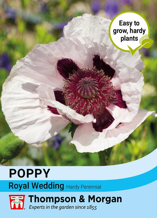 Poppy Oriental Royal Wedding