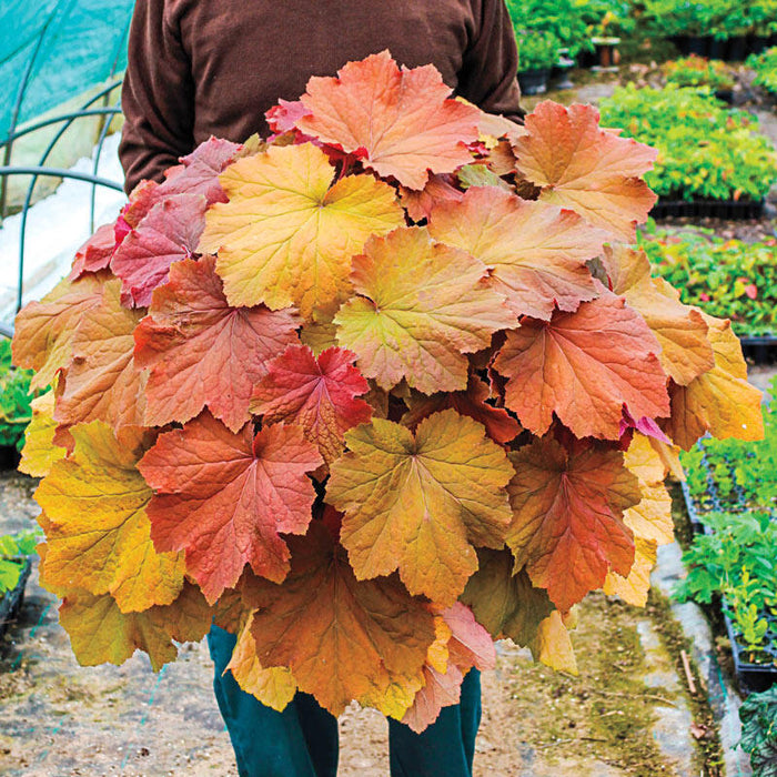 Heuchera 'Caramel' (2 Litre)