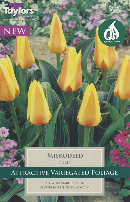 Tulip Miskodeed Bulbs (9 pack)