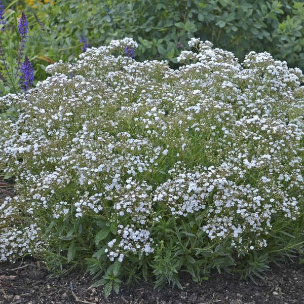 Gypsophila Festival White - 2 Litre