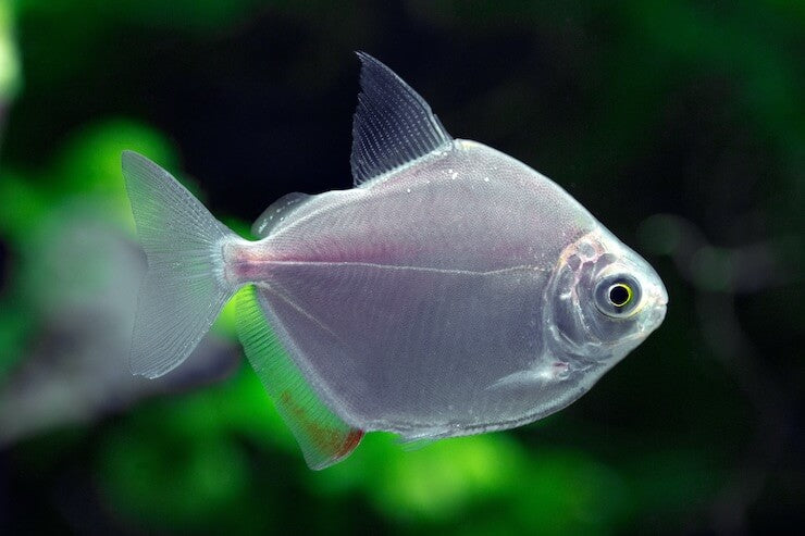 Silver tropical hot sale fish