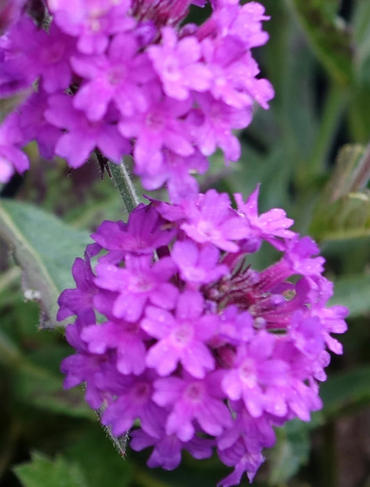 Verbena rigida Venosa