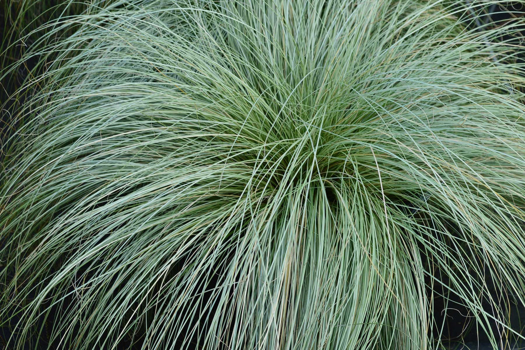 Carex 'Frosted Curls' 2L