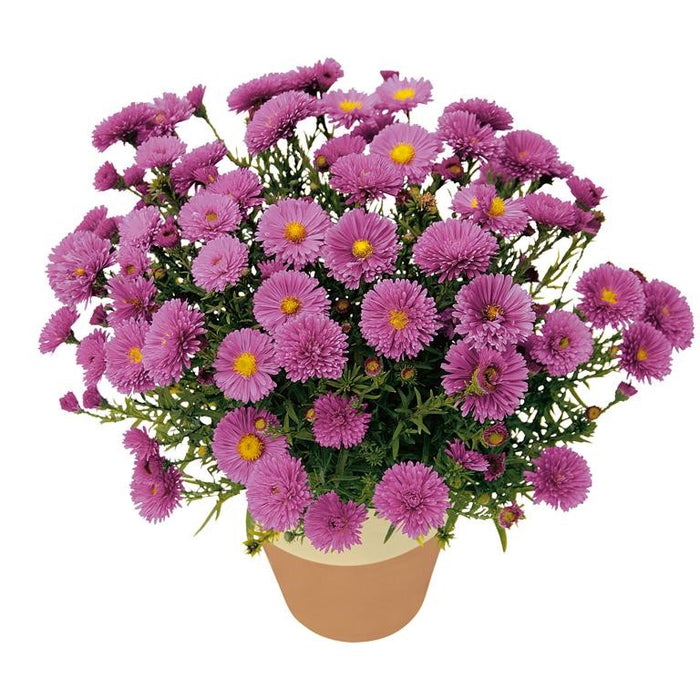 Aster 'Rose Crystal' 2L