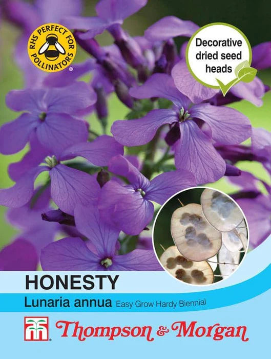 Honesty Lunaria Annua