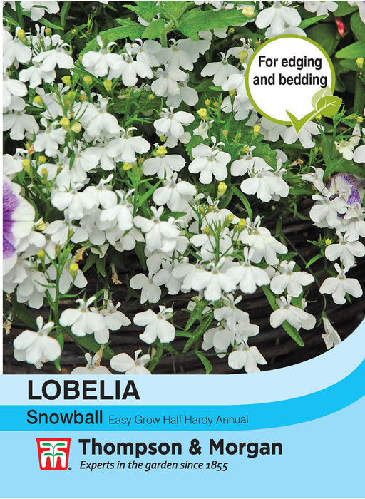 Lobelia Snowball