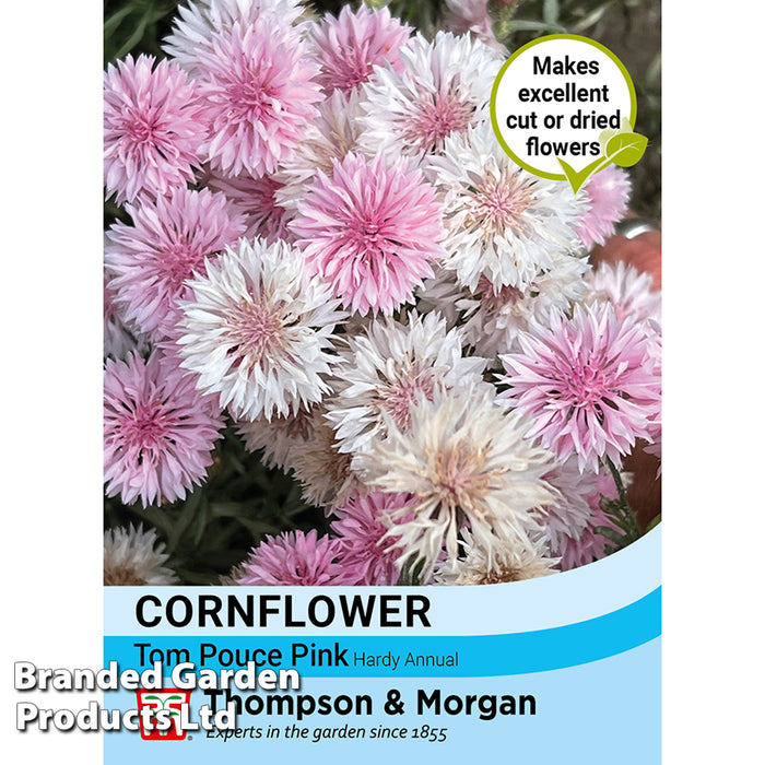 Cornflower 'Tom Pouce Pink'