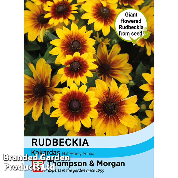 Rudbeckia 'Kokardas'