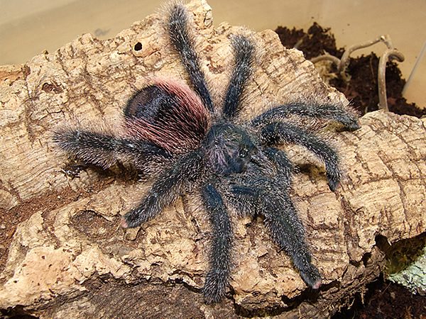 Peru Purple Pink Toe Tarantula | Avicularia spec. Peru Purple (S)