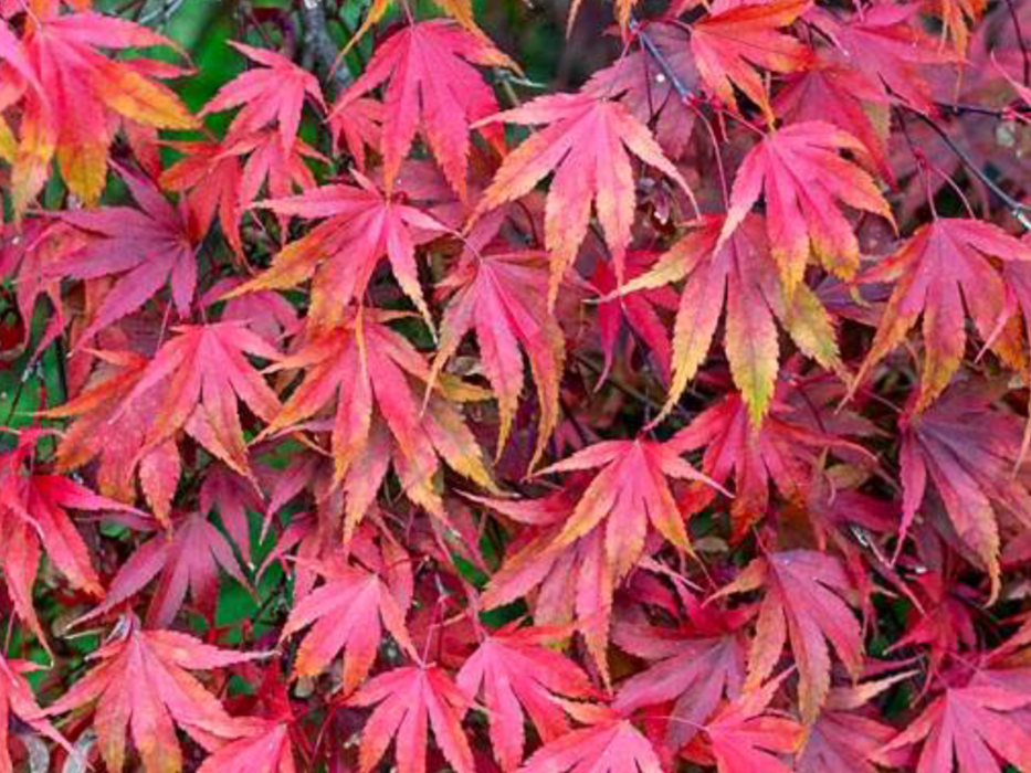 Acer palmatum 'Chitoseyama' | Japanese Maple 80-100 CM C12