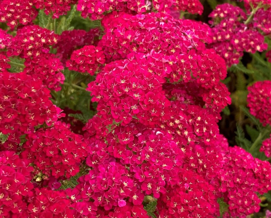 Achillea Tutti 'Saucy Seduction' | Plants & Flowers | Newlands.ie ...