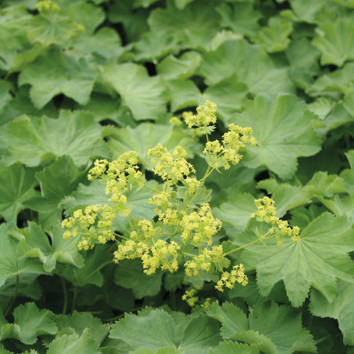 Alchemilla Mollis 2 Litre