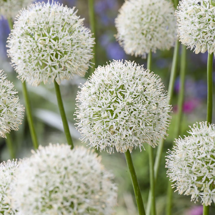 Allium 'Mount Everest' (1 Pack)