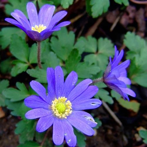 Anemone blanda 'Blue Shades' (20 Pack)