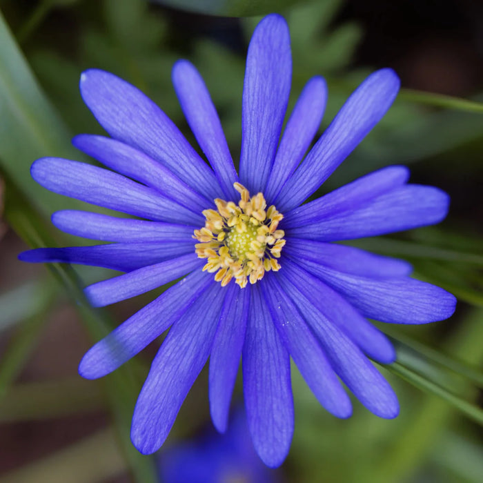 Anemone blanda 'Blue Shades' (20 Pack)