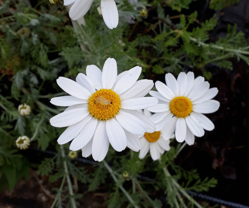 Anthemis punctata cupaniana | Sicilian chamomile