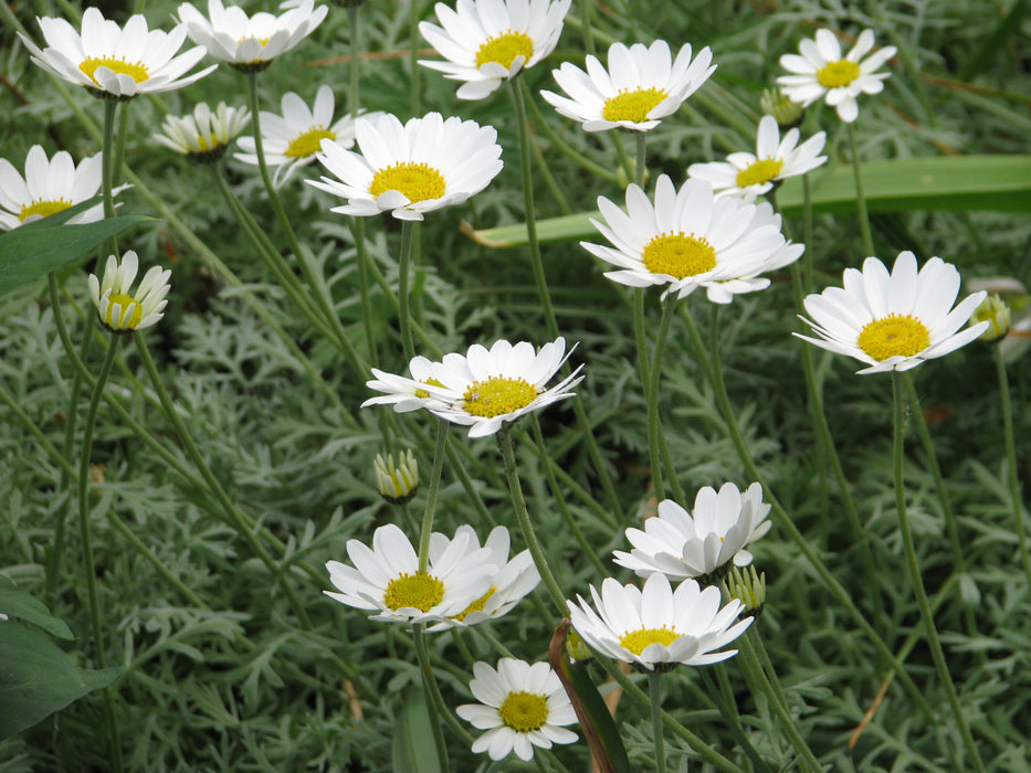 Anthemis punctata cupaniana | Sicilian chamomile