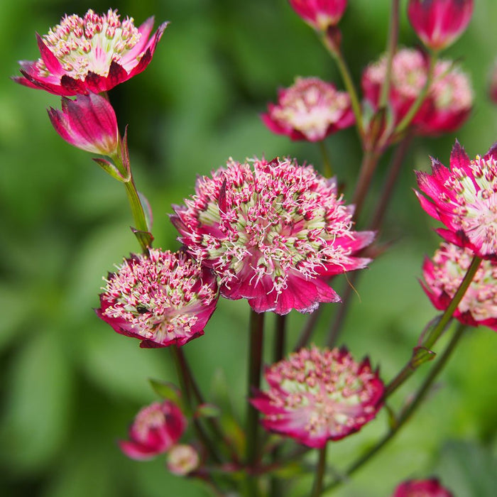 Astrantia major 'Moulin Rouge'  2L