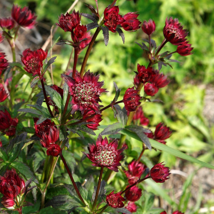 Astrantia major 'Moulin Rouge'  2L