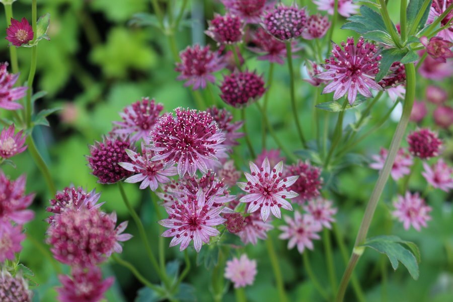 Astrantia major 'Moulin Rouge'  2L