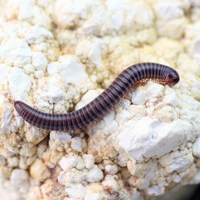 Vietnam Millipede | Atopochetus spinimargo