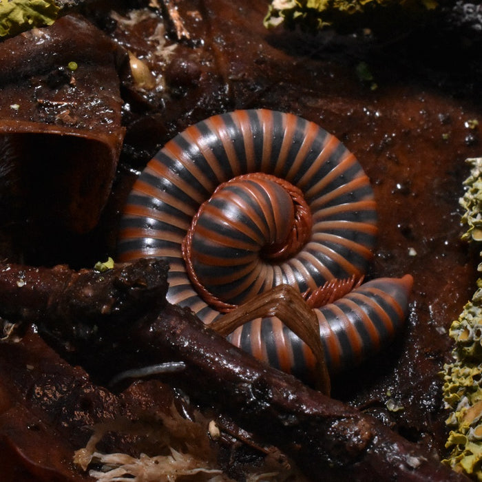 Vietnam Millipede | Atopochetus spinimargo