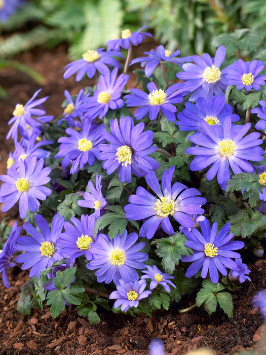 Anemone blanda 'Blue Shades' (20 Pack)