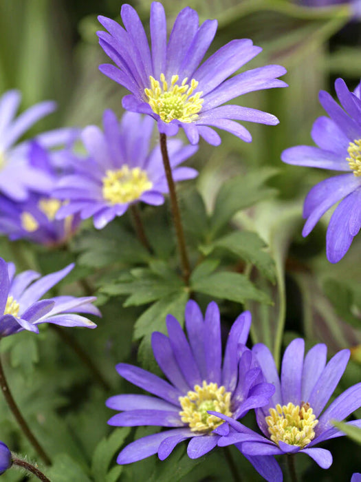 Anemone blanda 'Blue Shades' (20 Pack)