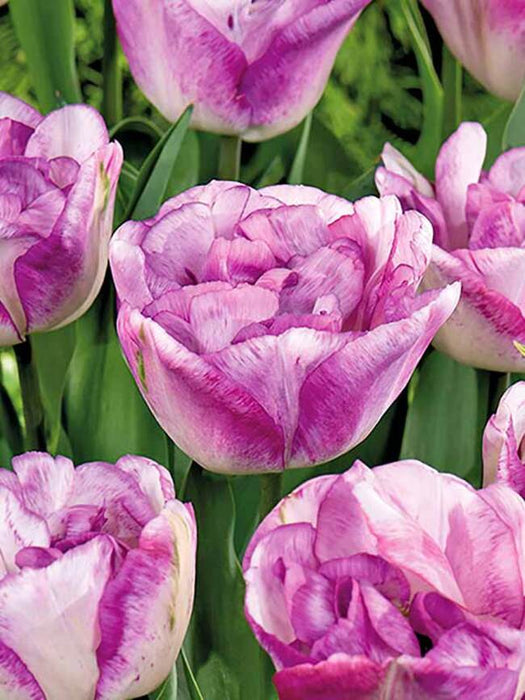 Tulip 'Shirley Double' (6 Pack)