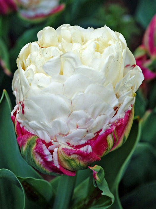 Tulip 'Ice Cream' (7 Pack)