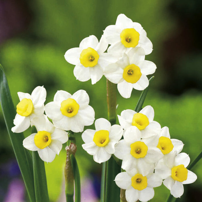 Daffodil Narcissus 'Minnow' (30 Pack)