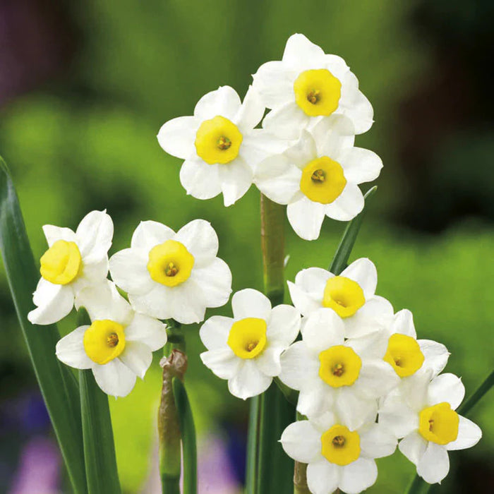 Daffodil Narcissus 'Minnow' (10 Pack)