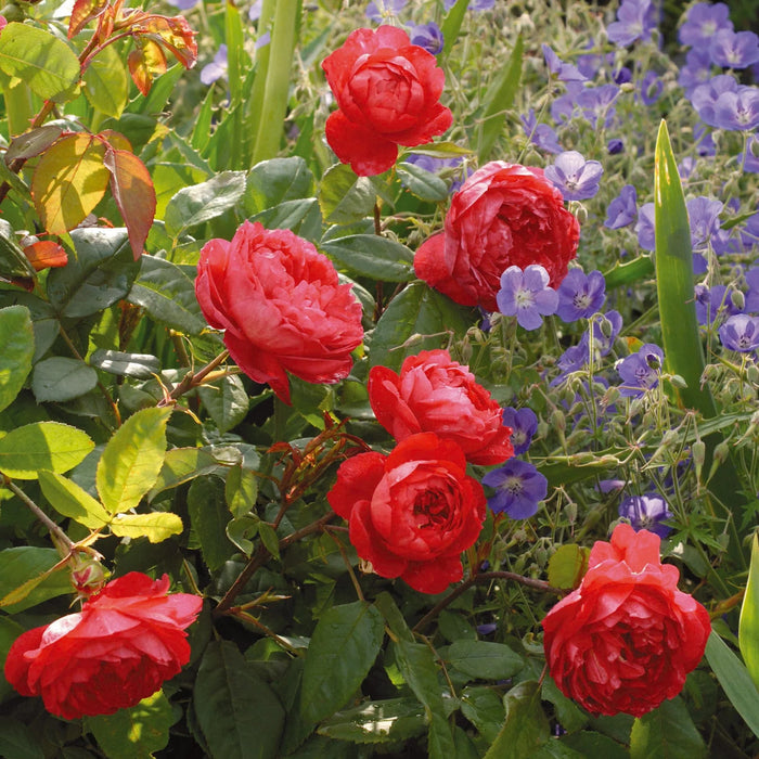 Benjamin Britten David Austin Fragrant Rose 5 Litre