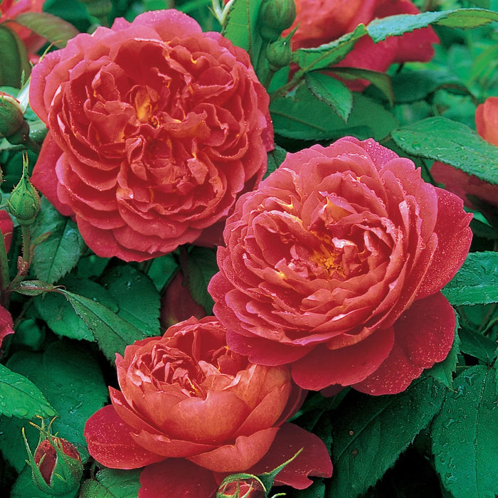 Benjamin Britten David Austin Fragrant Rose 5 Litre