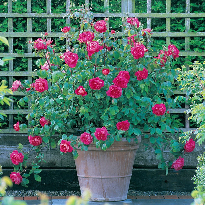 Benjamin Britten David Austin Fragrant Rose 5 Litre