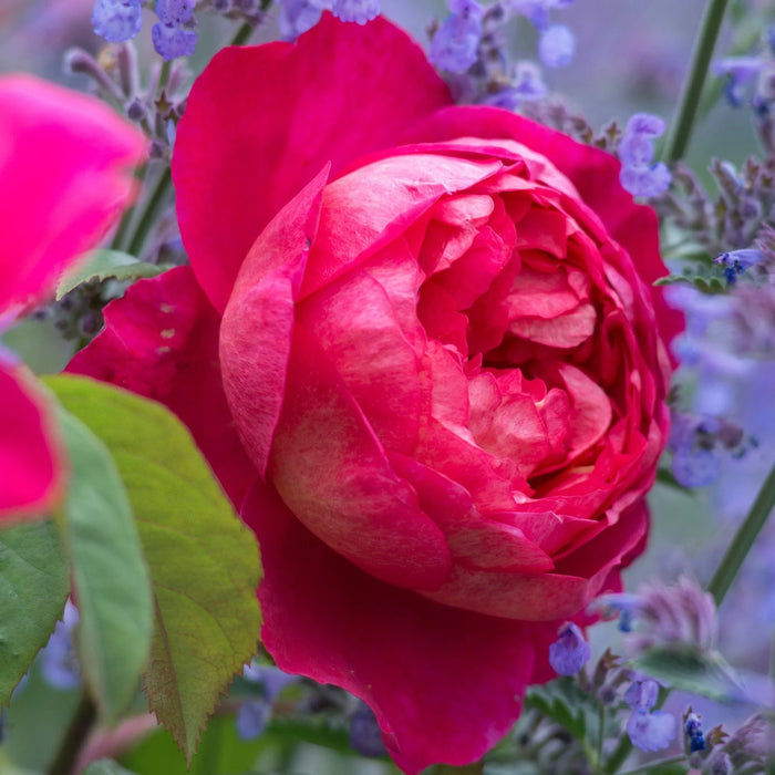 Benjamin Britten David Austin Fragrant Rose 5 Litre