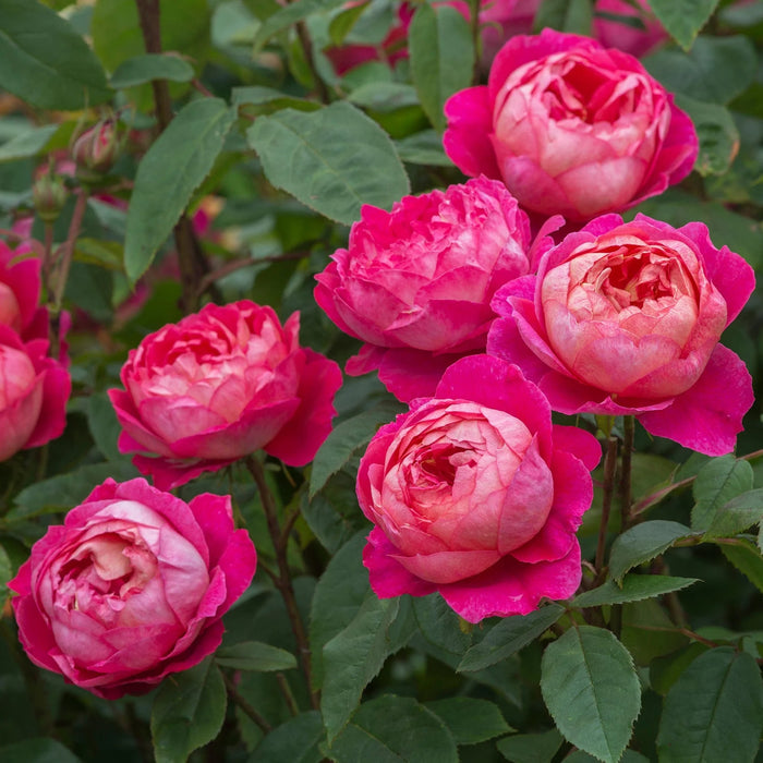 Benjamin Britten David Austin Fragrant Rose 5 Litre