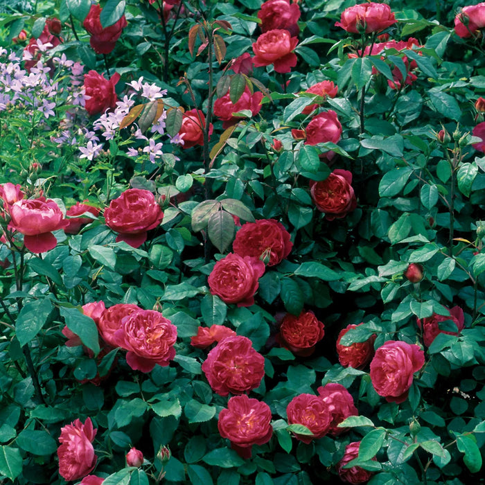 Benjamin Britten David Austin Fragrant Rose 5 Litre