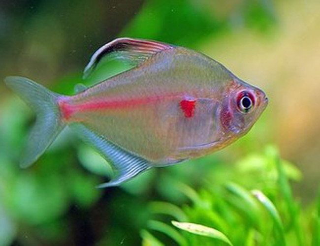 Tetra Bleeding Heart Fish