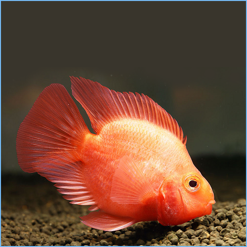 Red Fire Parrot Fish (L)