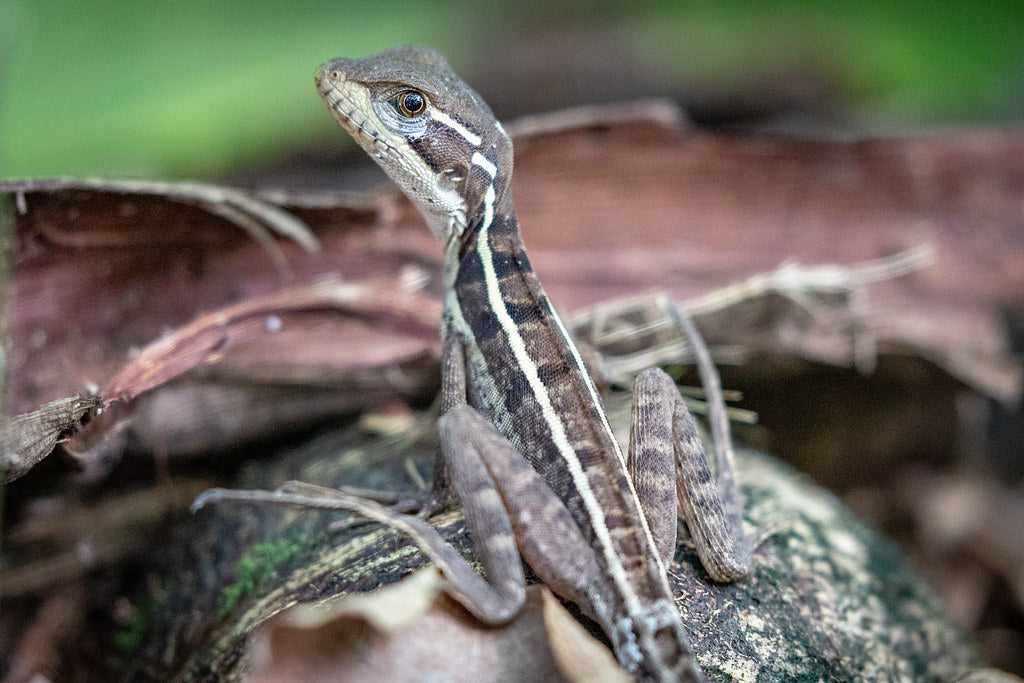 Brown Basilisk